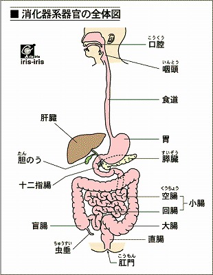 口は最初の消化器 口は最初の消化器