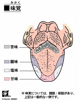 味覚の発達 味覚の発達