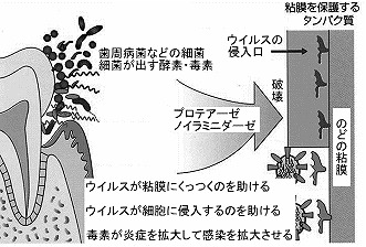 口の細菌が手助け 口の細菌が手助け